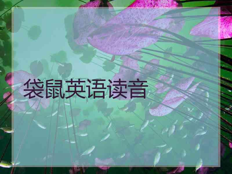 袋鼠英语读音