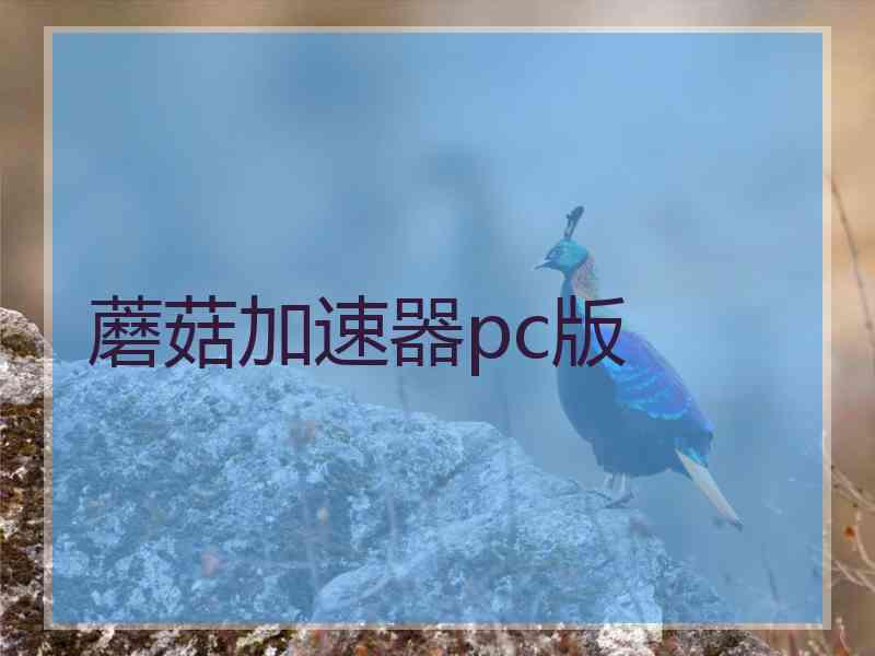 蘑菇加速器pc版