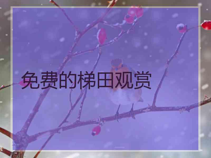 免费的梯田观赏