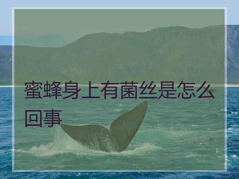 蜜蜂身上有菌丝是怎么回事