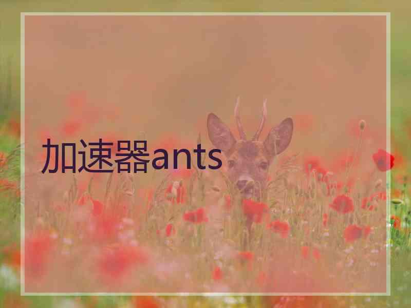 加速器ants