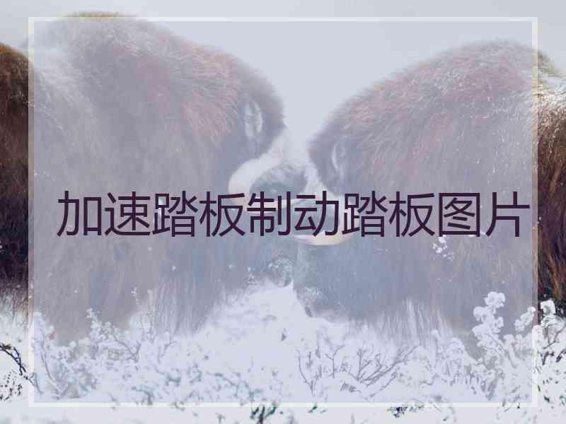 加速踏板制动踏板图片
