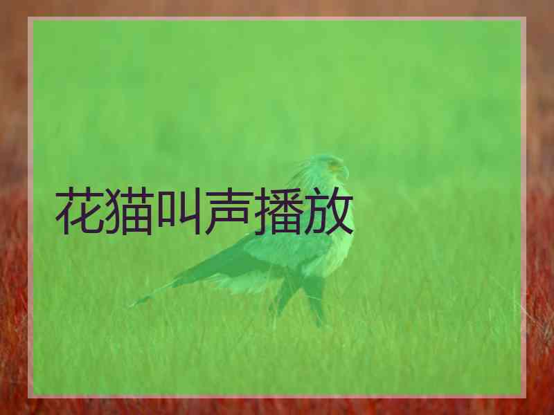 花猫叫声播放